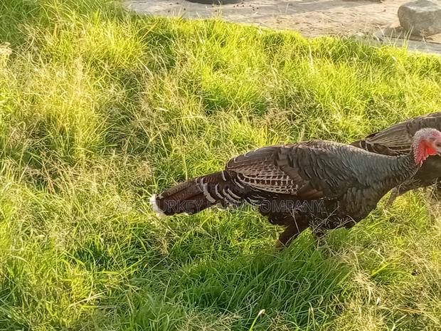 Turkey Birds