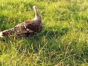 Healthy Turkey Birds