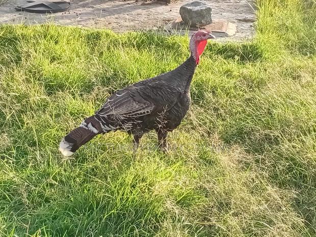 Turkey Birds - thumbnail 3