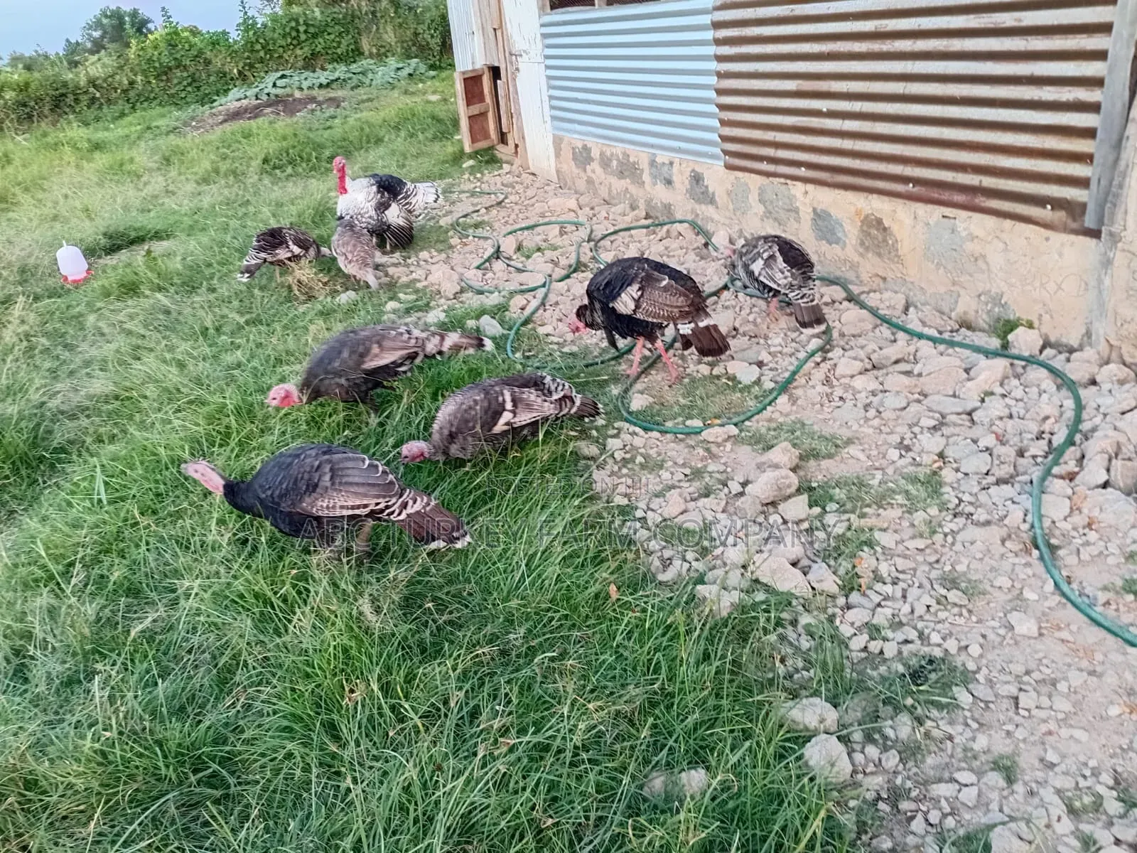 Healthy Turkey Birds