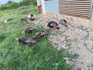 Healthy Turkey Birds