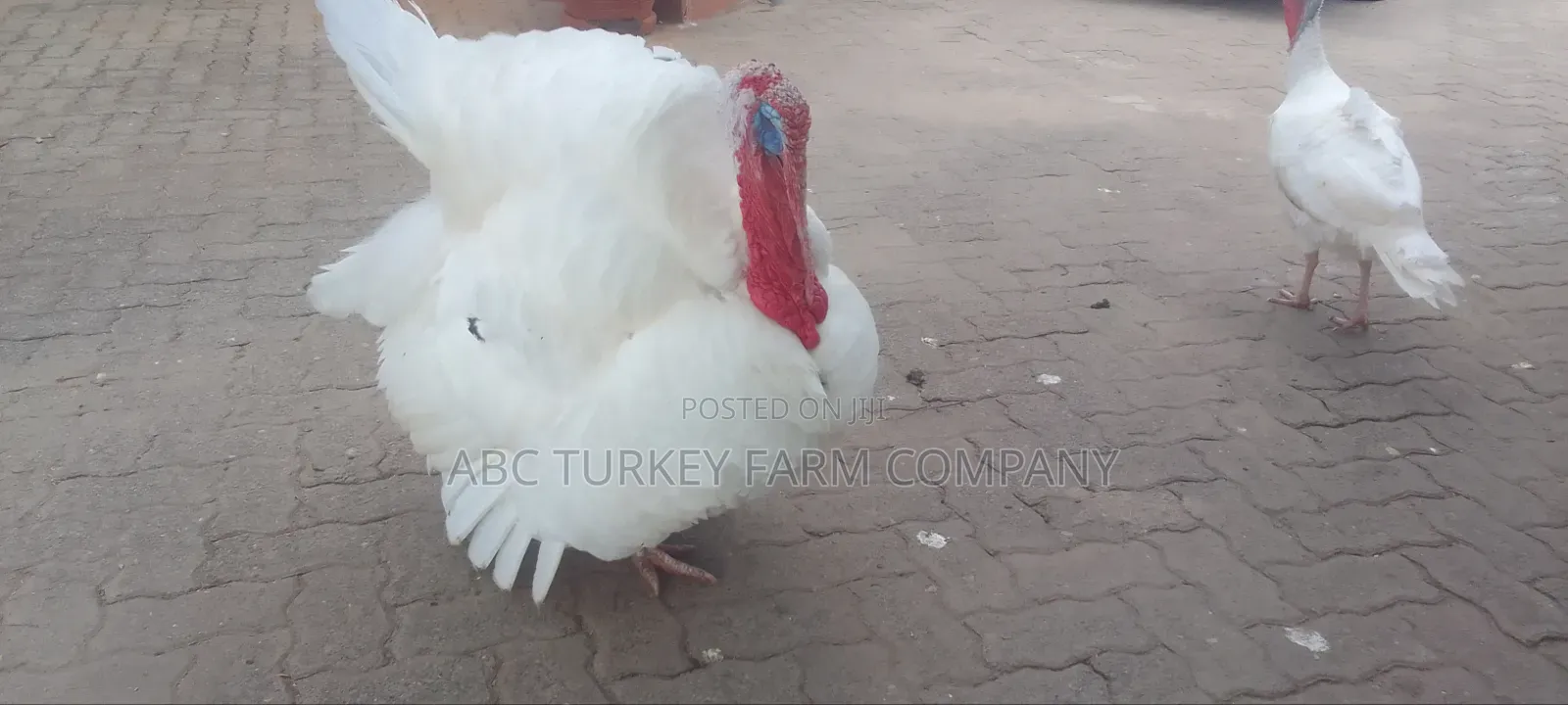 Healthy Turkey Birds