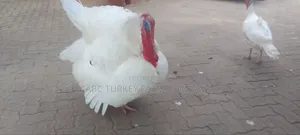 Healthy Turkey Birds