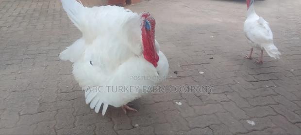 Turkey Birds - thumbnail 5