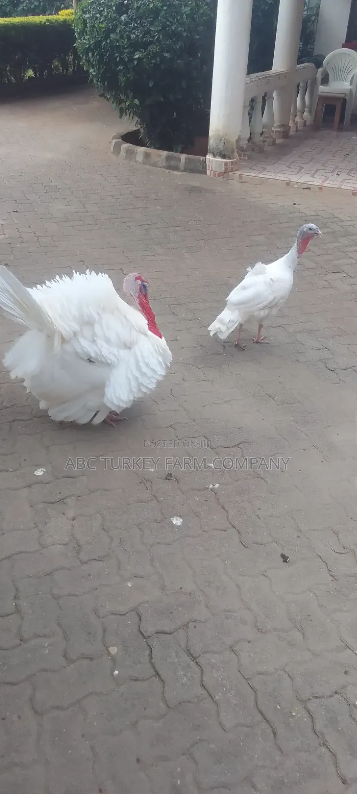 Healthy Turkey Birds