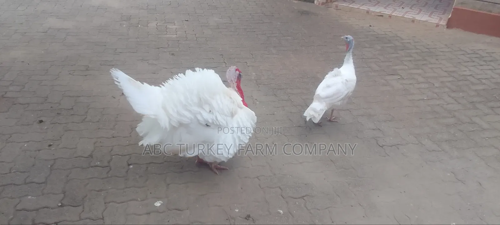 Healthy Turkey Birds