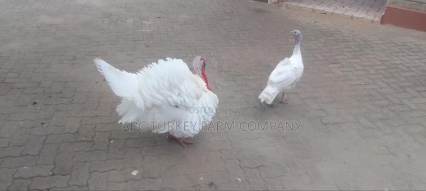 Turkey Birds - thumbnail 7