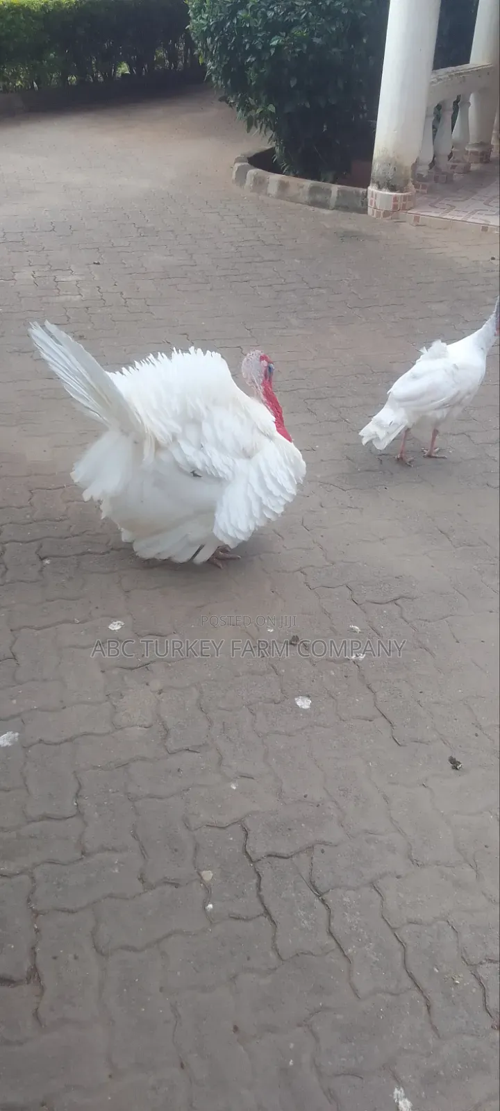 Healthy Turkey Birds