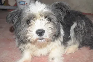 3-6 months Male Purebred Maltese