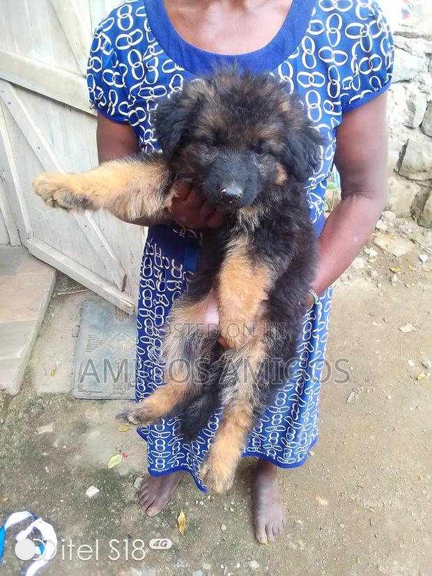 3-6 months Male Purebred German Shepherd