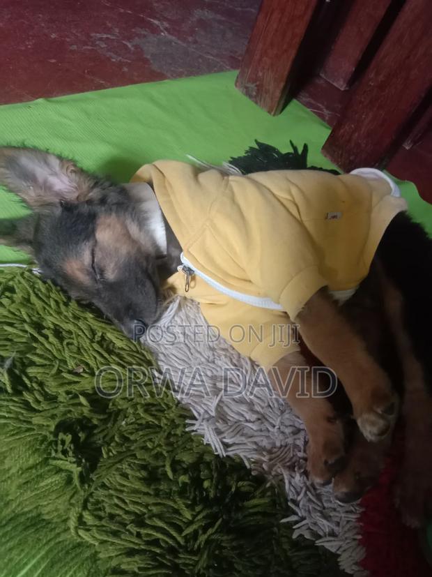 1-3 months Male Purebred German Shepherd - thumbnail 2
