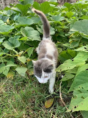 3-6 months Female Purebred Siberian