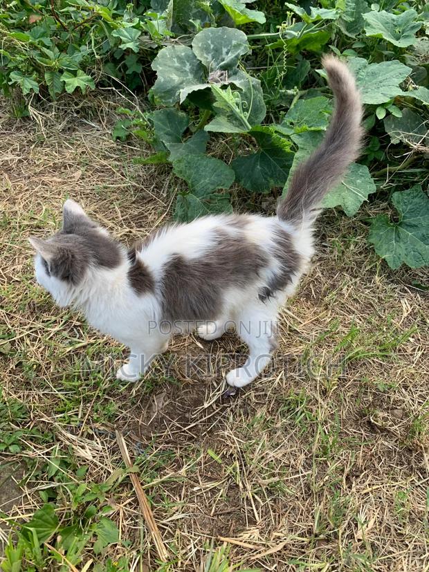 3-6 months Female Purebred Siberian - thumbnail 3