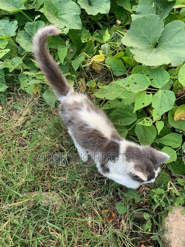 3-6 months Female Purebred Siberian - thumbnail 4