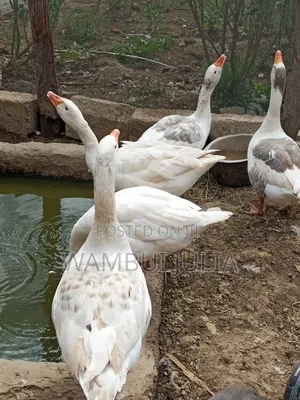 Selling 4 Ducks