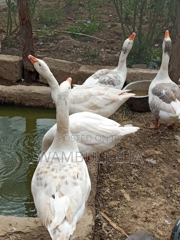 Selling 4 Ducks - main view