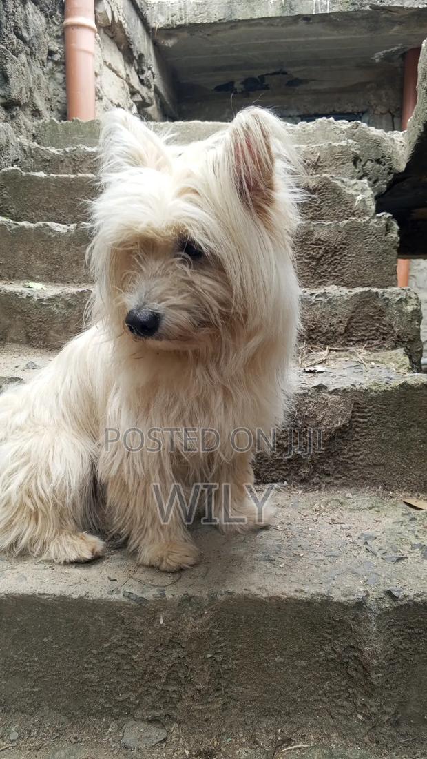 6-12 months Female Purebred Skye Terrier - thumbnail 2