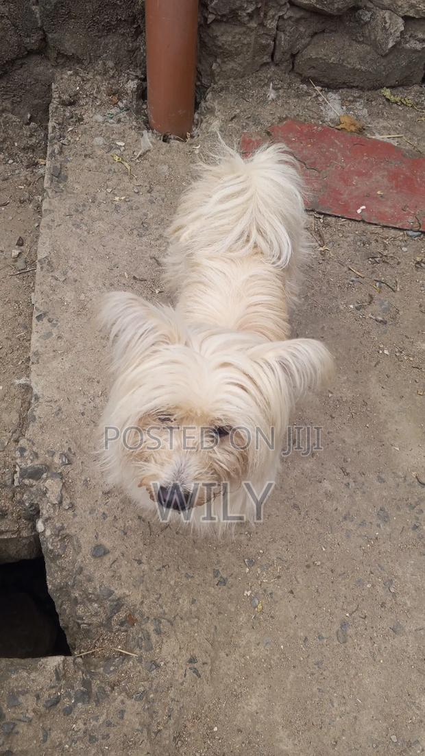 6-12 months Female Purebred Skye Terrier - thumbnail 4