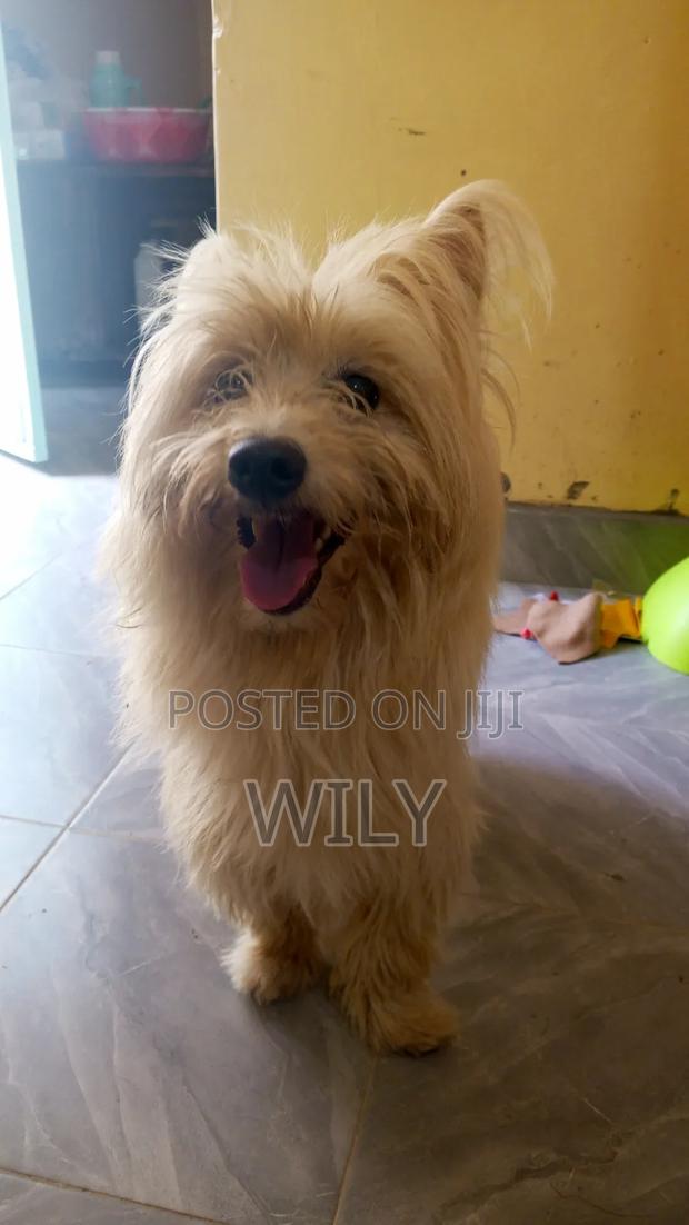 6-12 months Female Purebred Skye Terrier - thumbnail 5