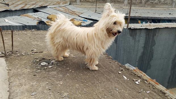 6-12 months Female Purebred Skye Terrier - thumbnail 6