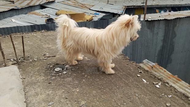 6-12 months Female Purebred Skye Terrier - thumbnail 7