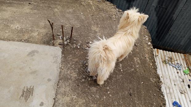 6-12 months Female Purebred Skye Terrier - thumbnail 8