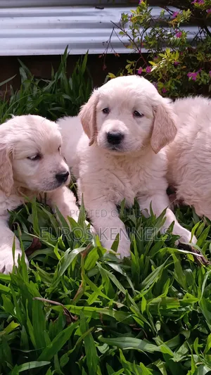 1-3 months Female Purebred Golden Retriever