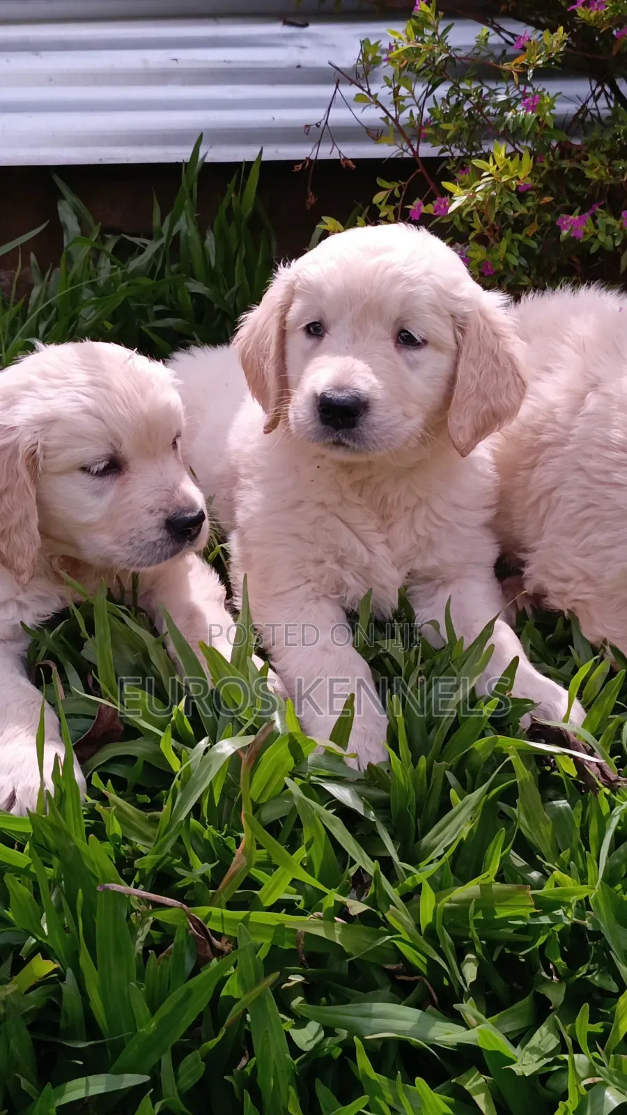 1-3 months Female Purebred Golden Retriever