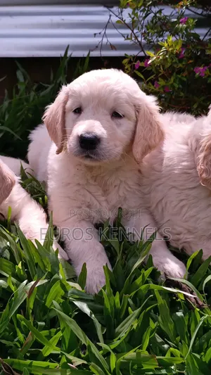 1-3 months Female Purebred Golden Retriever