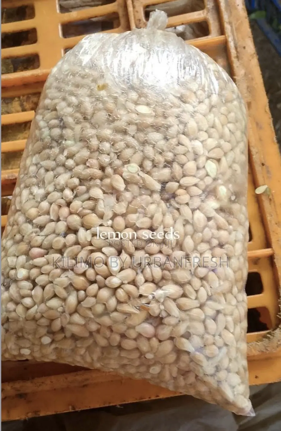 Indigenous and Exotic Tree Seeds 1 Kg.