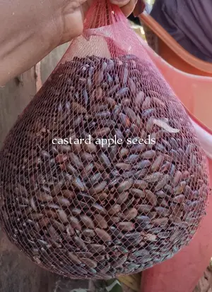 Indigenous and Exotic Tree Seeds 1 Kg.