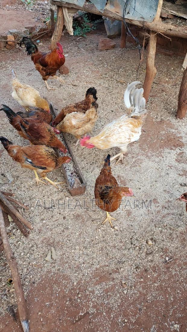 Mature Cocks - Jogoo - main view