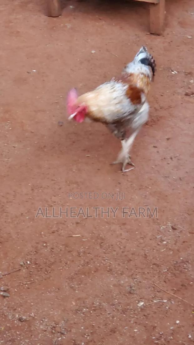 Mature Cocks - Jogoo - thumbnail 2