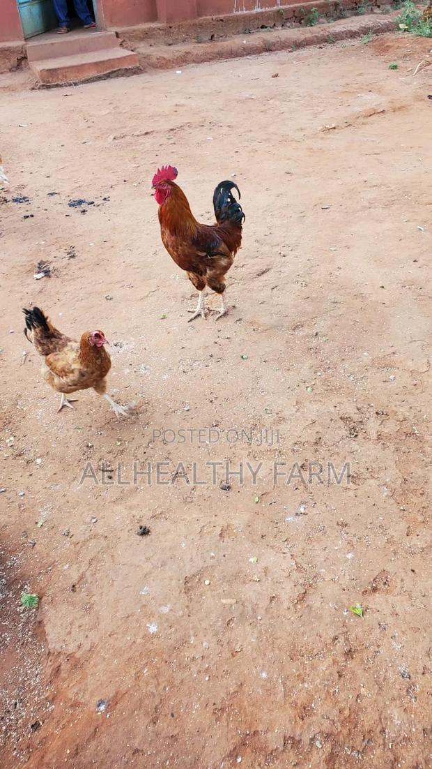 Mature Cocks - Jogoo - thumbnail 3
