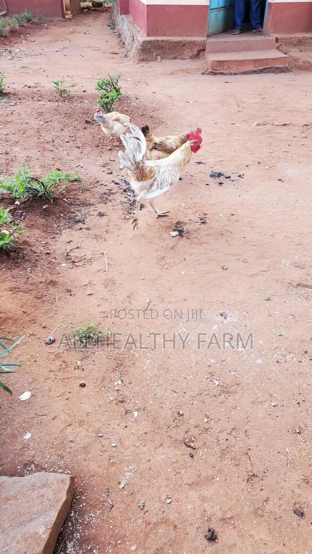 Mature Cocks - Jogoo - thumbnail 4