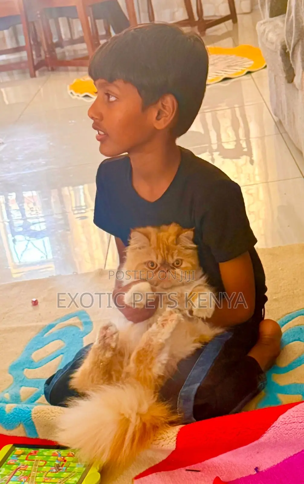 1+ year Female Purebred Persian
