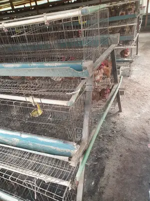 A Type 3 Tier 90 Capacity Chicken Cages