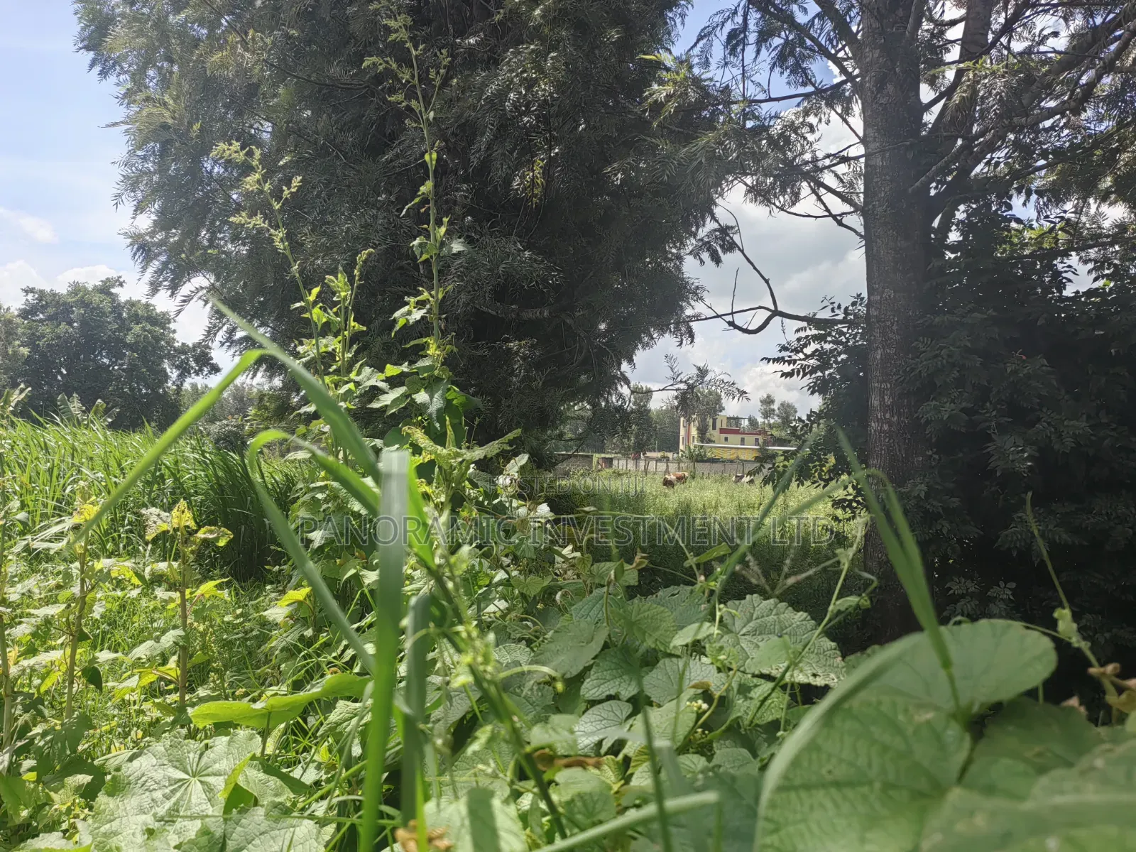 100by100 Plot for Sale in Ondiri Kikuyu Kiambu County.
