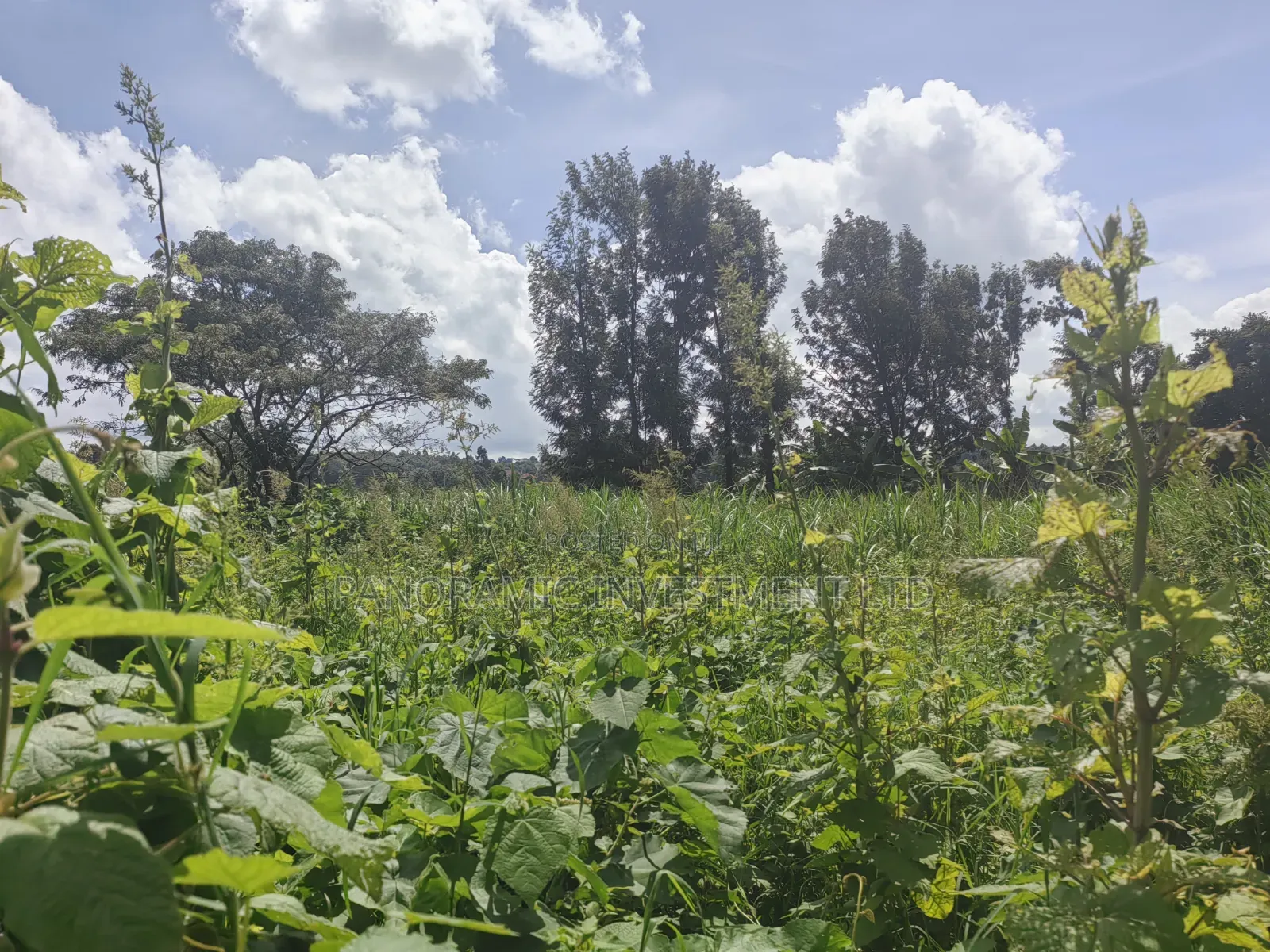 100by100 Plot for Sale in Ondiri Kikuyu Kiambu County.