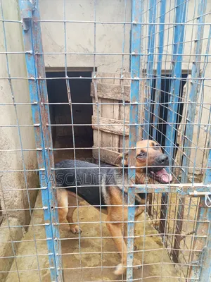3-6 months Male Mixed Breed Rottweiler