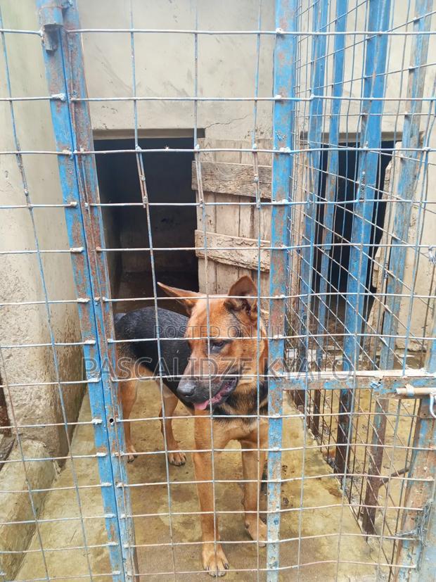 3-6 months Male Mixed Breed Rottweiler - thumbnail 2