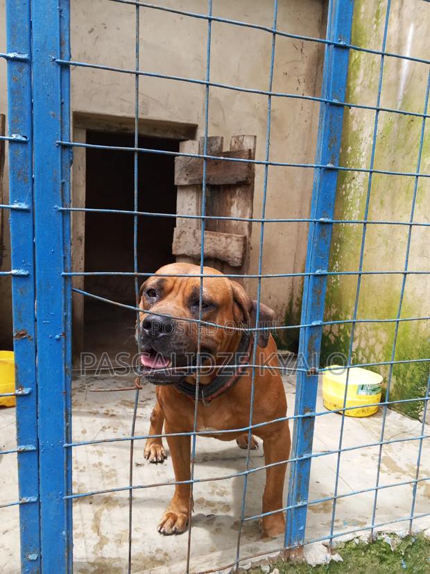 1+ year Female Purebred Boerboel