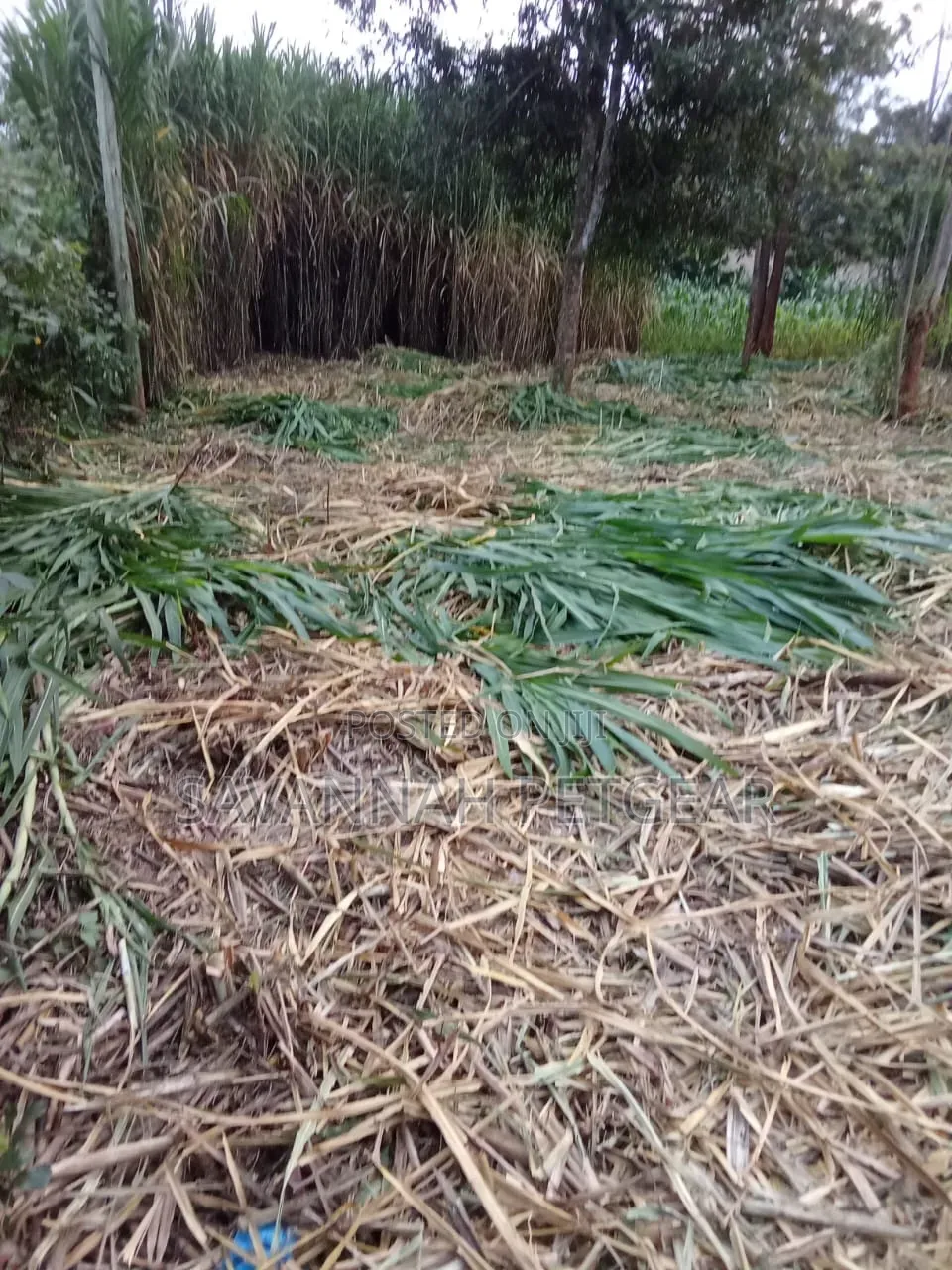 Juncao Grass Cuttings (High-Yield Livestock Fodder)
