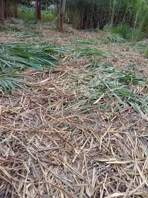 Juncao Grass Cuttings (High-Yield Livestock Fodder)