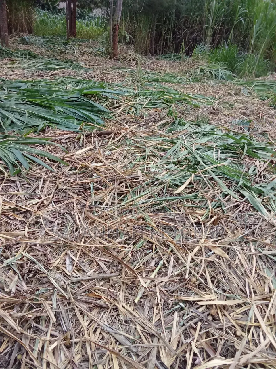 Juncao Grass Cuttings (High-Yield Livestock Fodder)