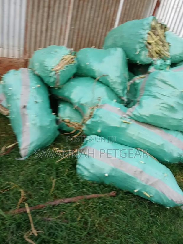 Juncao Grass Cuttings (High-Yield Livestock Fodder) - thumbnail 6