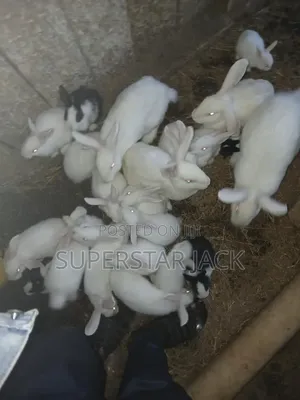 Rabbit Animal