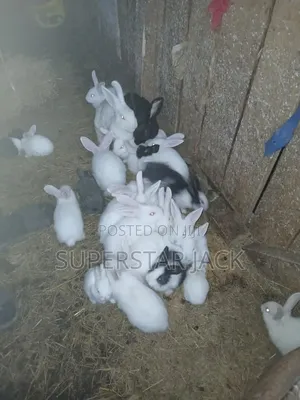 Rabbit Animal