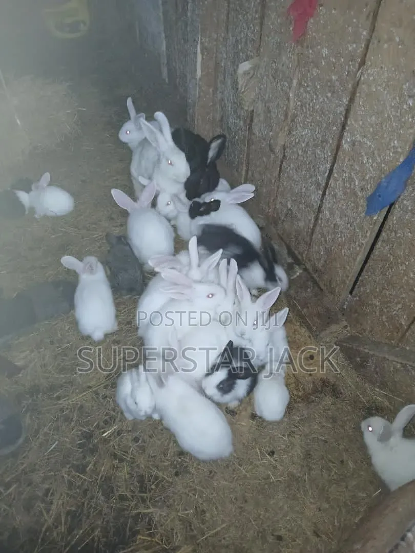 Rabbit Animal