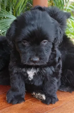 1-3 months Male Purebred Havanese